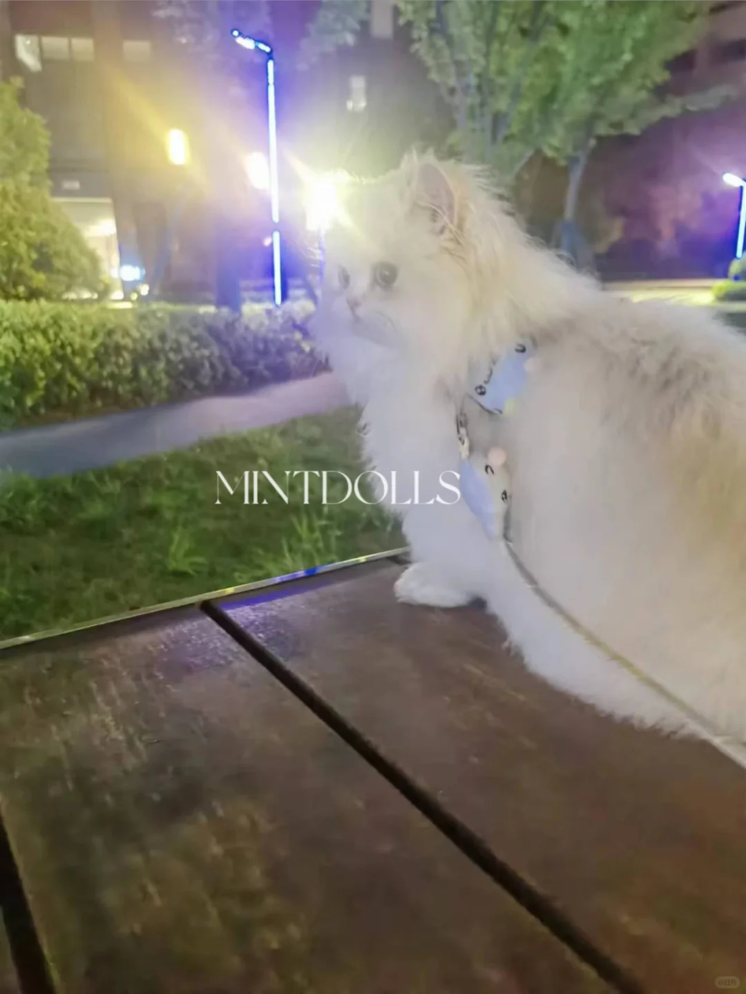 出门炸街 这也太美了吧？
