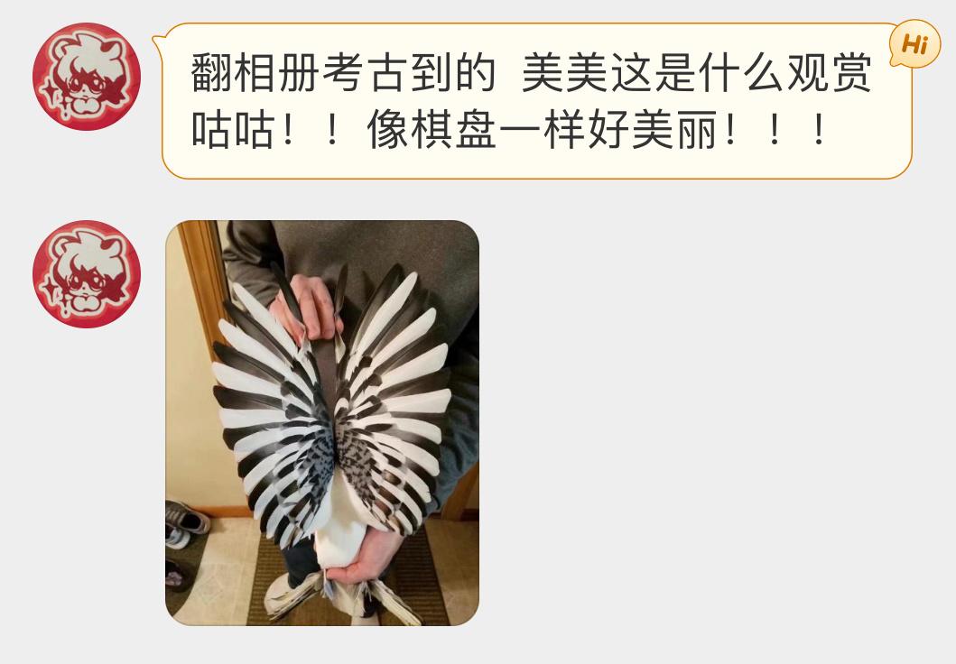 人工培育的观赏鸽翅膀好漂亮！ ​​​