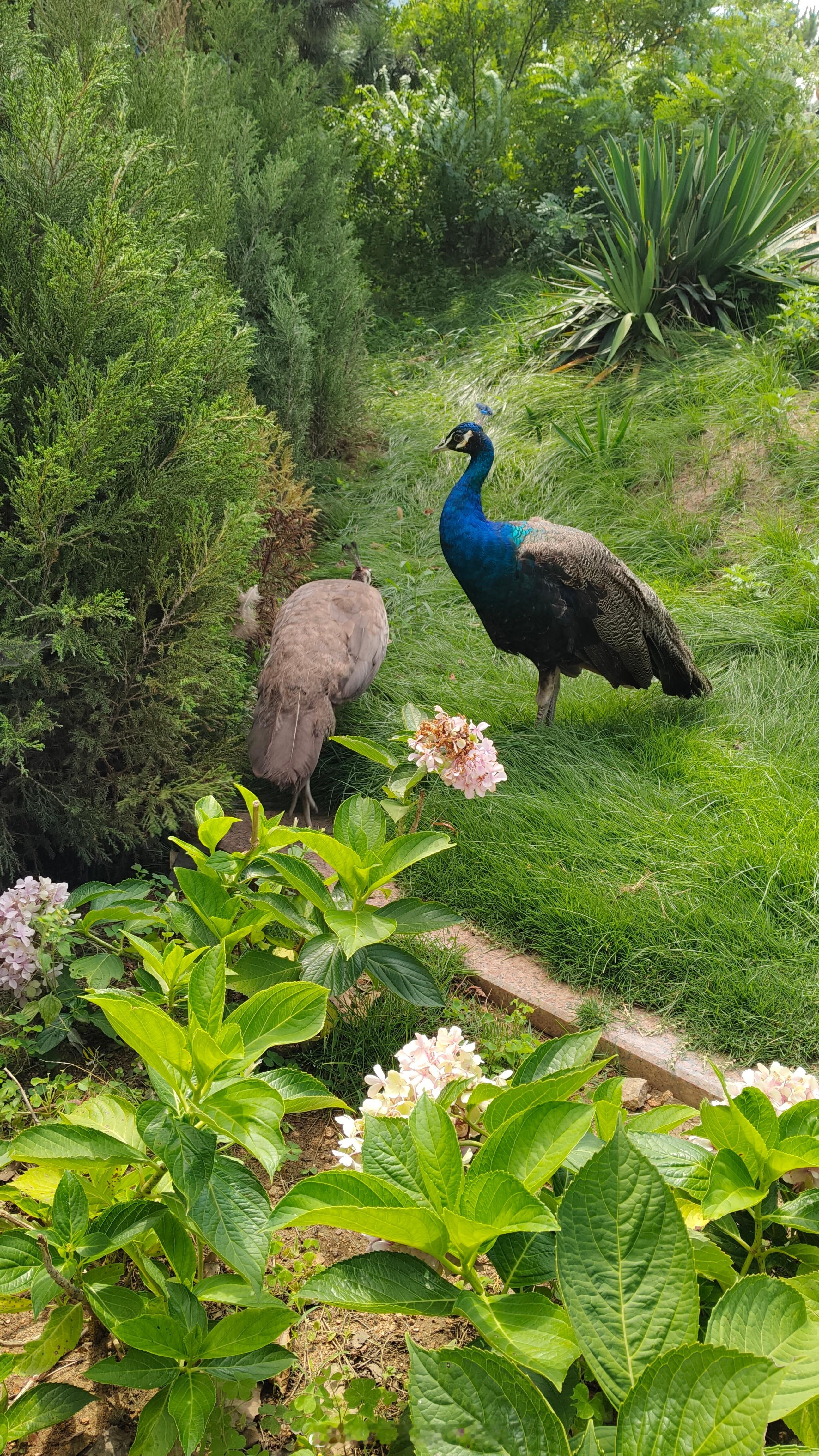 孔雀🦚就这么悠然自得的踱着步子，幸亏它们看不懂🌡️温度计，不然会像人类一样为