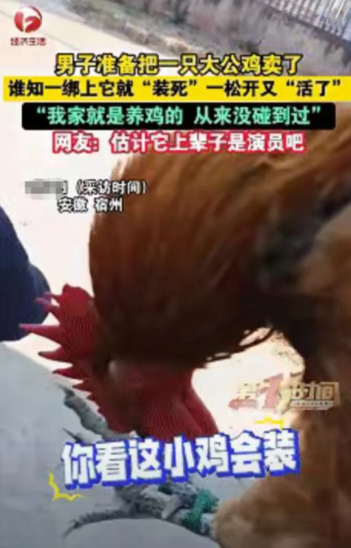 笑不活了！1月7日，安徽宿州，男子准备卖掉家中养的大公鸡，没想到刚把公鸡提起来绑