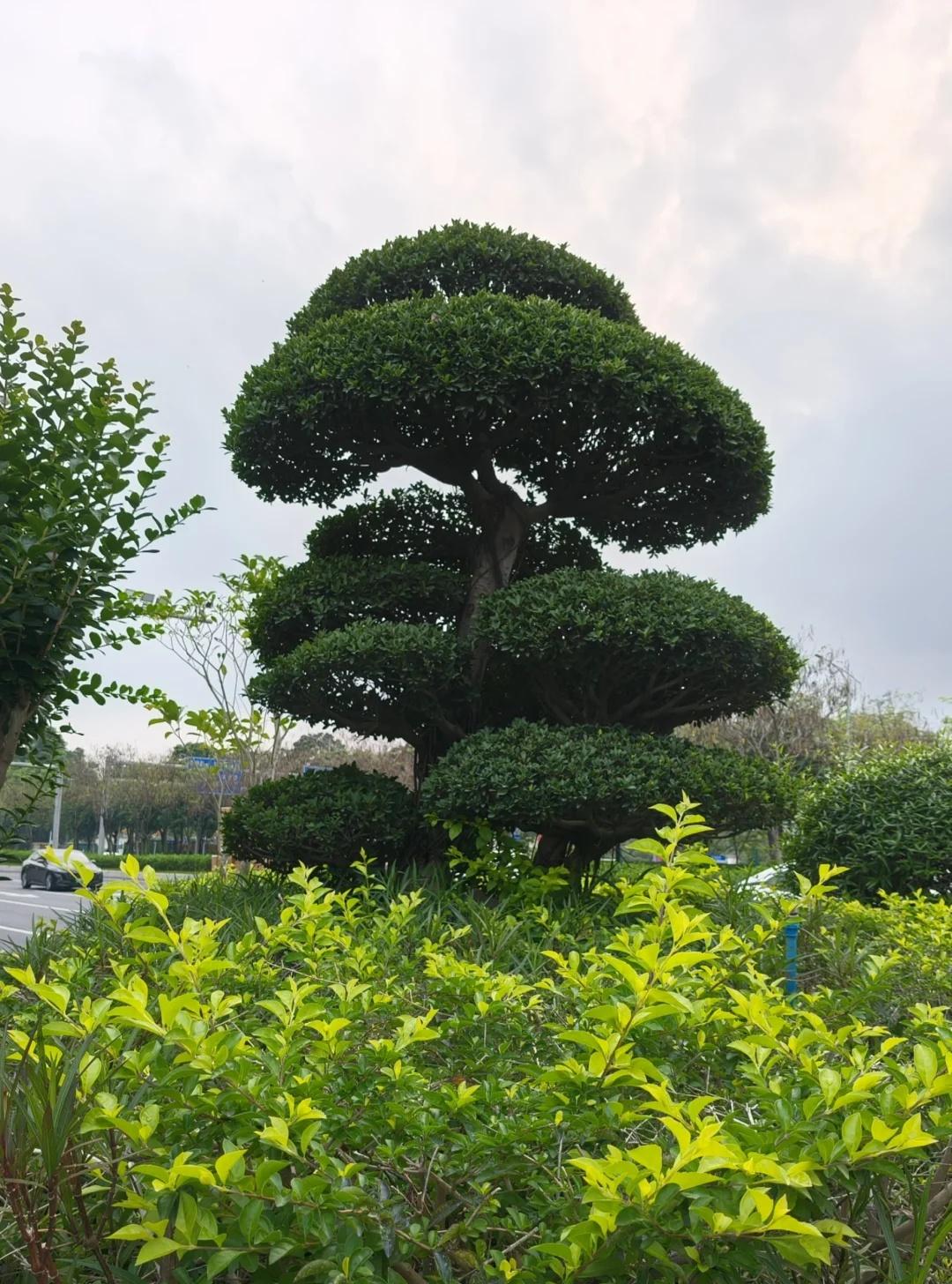 广州绿化这么豪横吗😲
你可以永远相信南方绿化带 庭院景观植物 城市绿化带 绿化