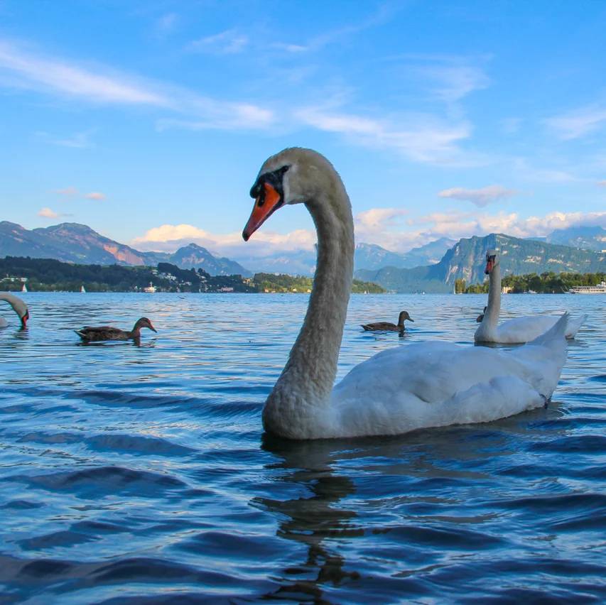 被国内摄影爱好者封为天堂的 瑞士 琉森（又称 卢塞恩 ）位于 瑞士 的中心地带