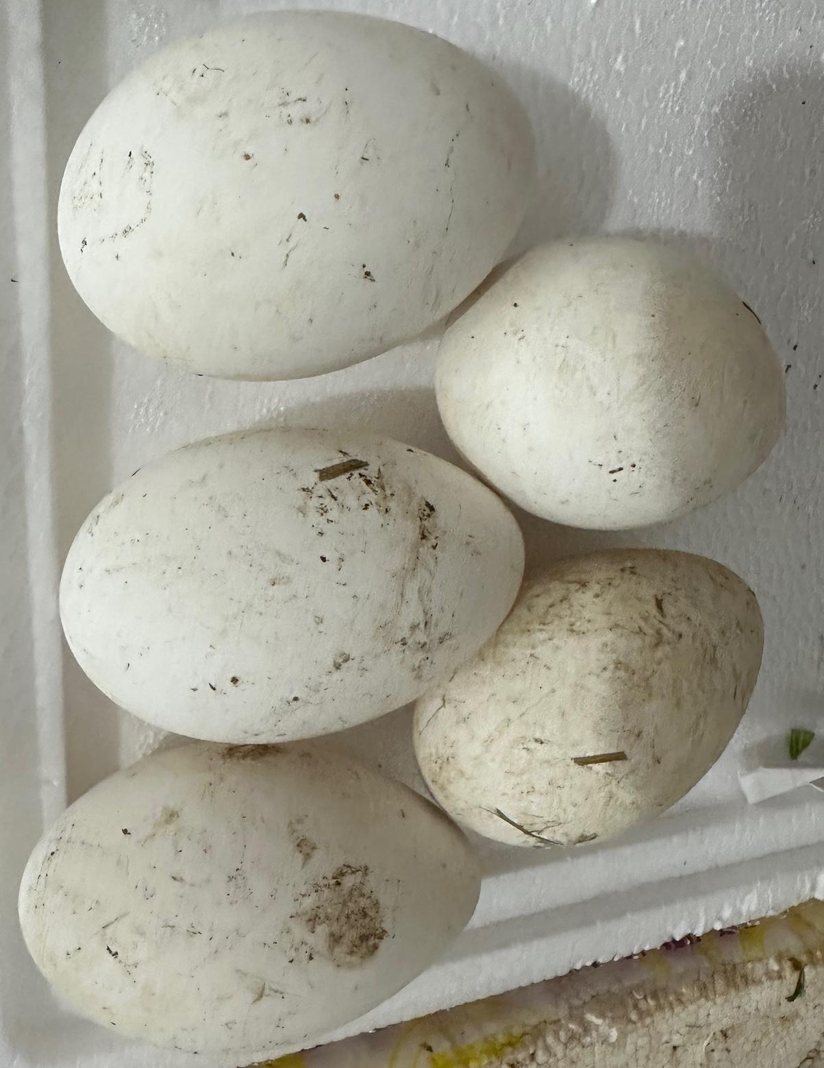 之前听人说鹅蛋吃了治头晕，现在又多了祛风湿的效果，鹅蛋真有这么好吗？

最近逛农