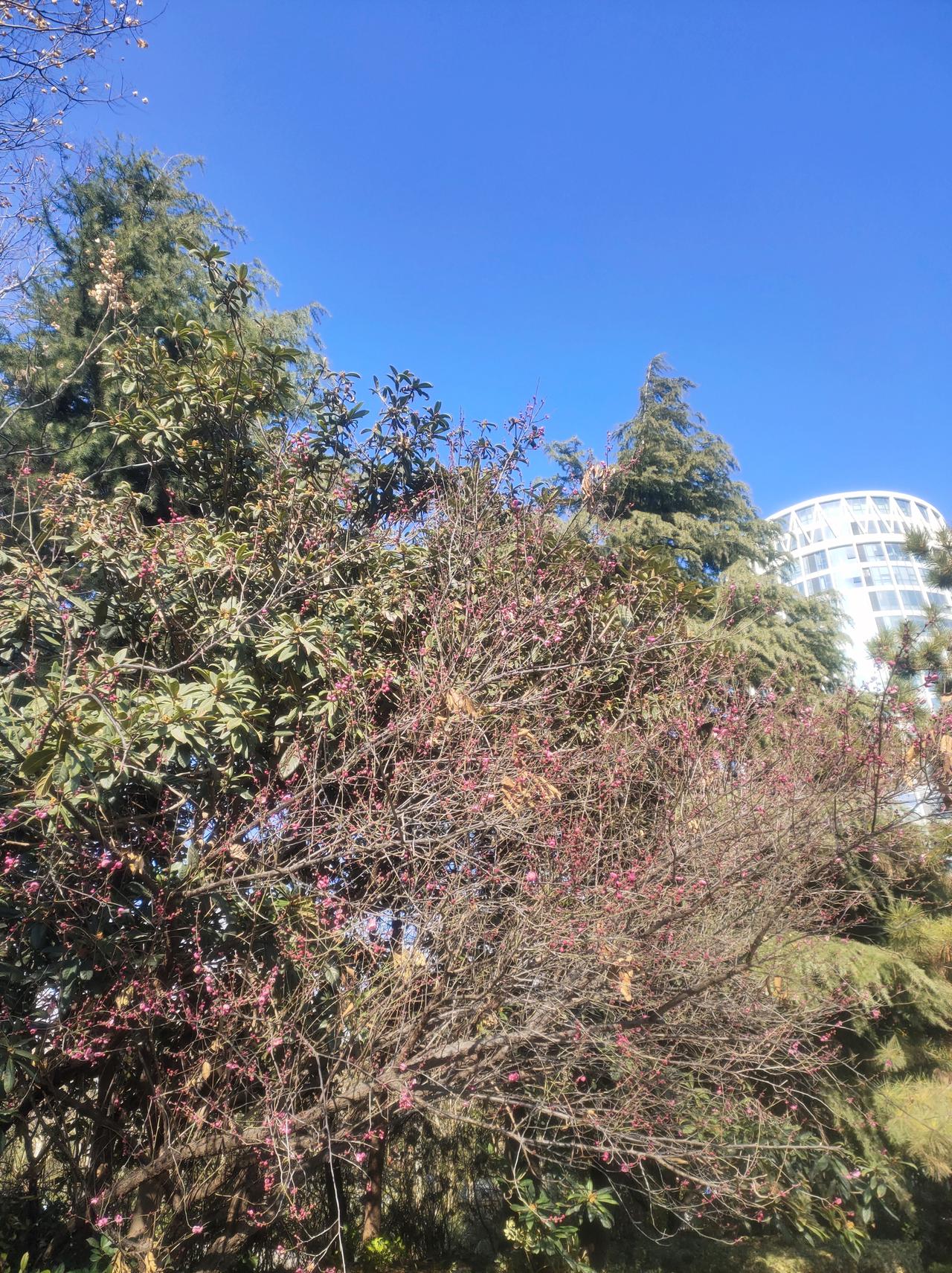 今天是2026年1月12日，农历冬月廿四，进入三九第五天，俗话说“冷在三九，热在