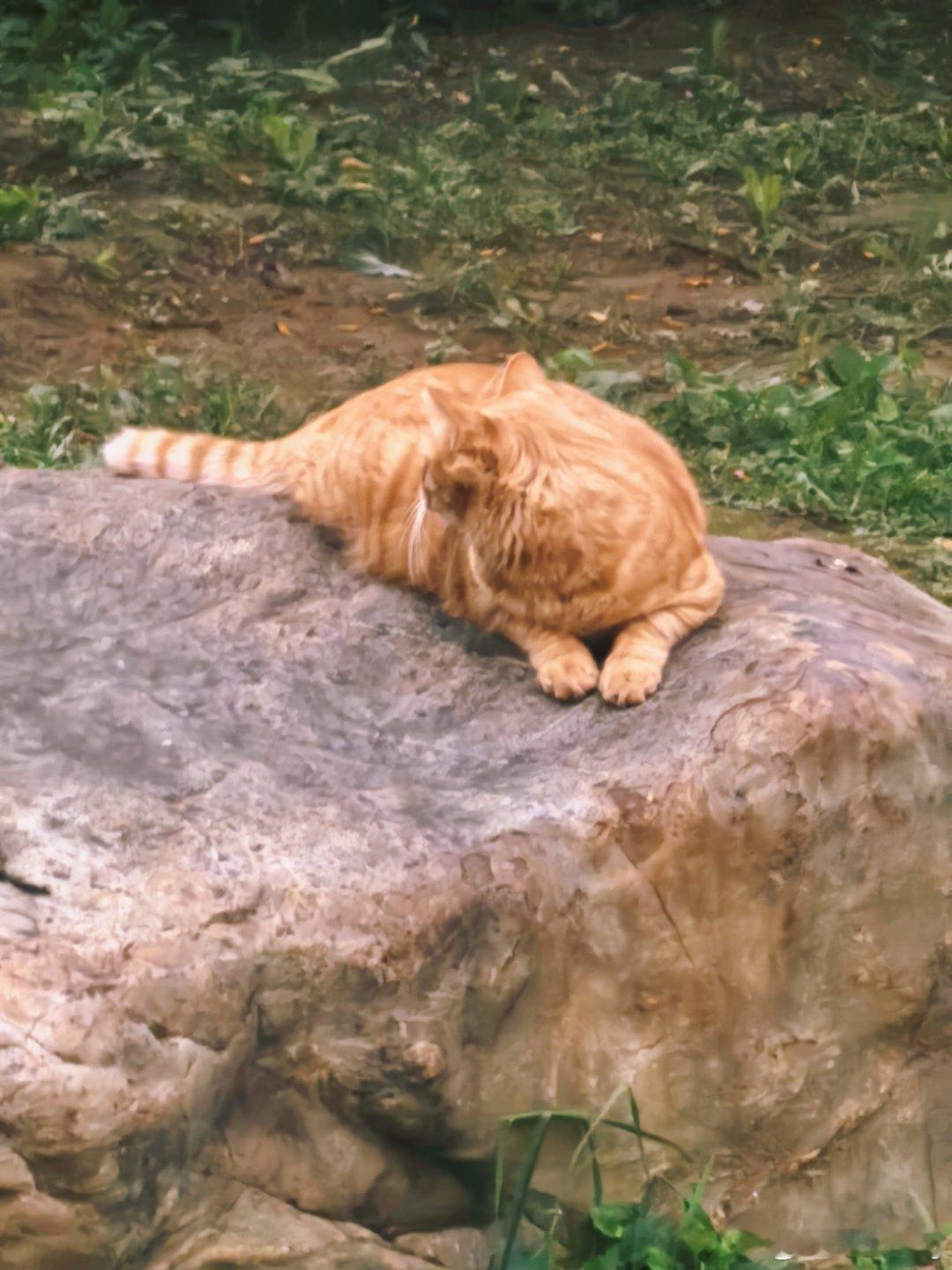 今天偶遇到的猫猫们，都很有个性猫