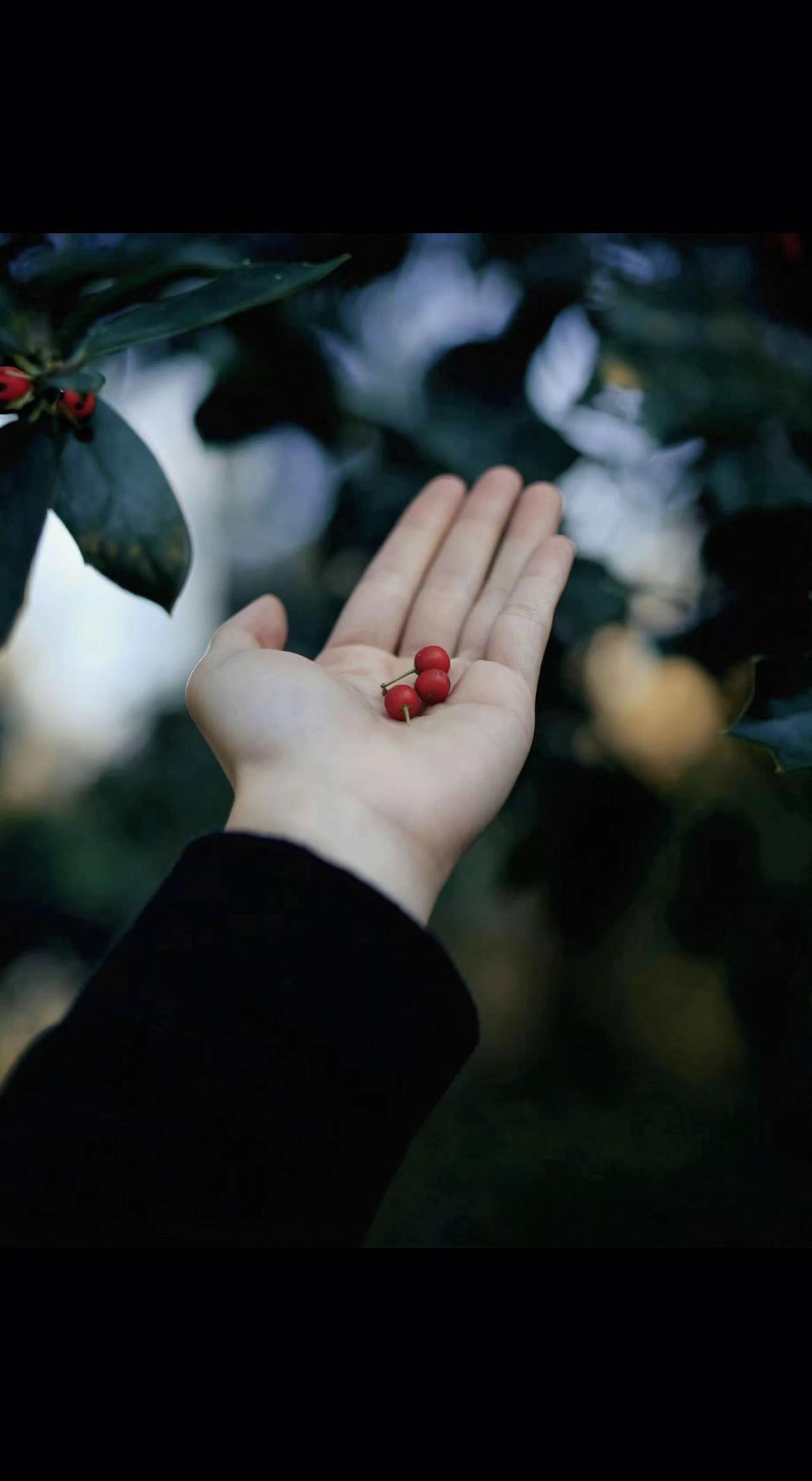 🍒掌心里盛着深秋的朱砂痣✨ 风一吹就落进时光褶皱里⏳ 原来自然的诗意从不用刻意