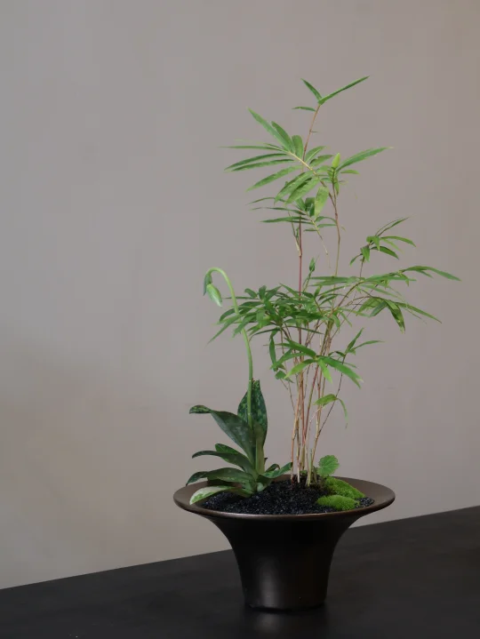 绿植是提升空间品质的＂软装师＂