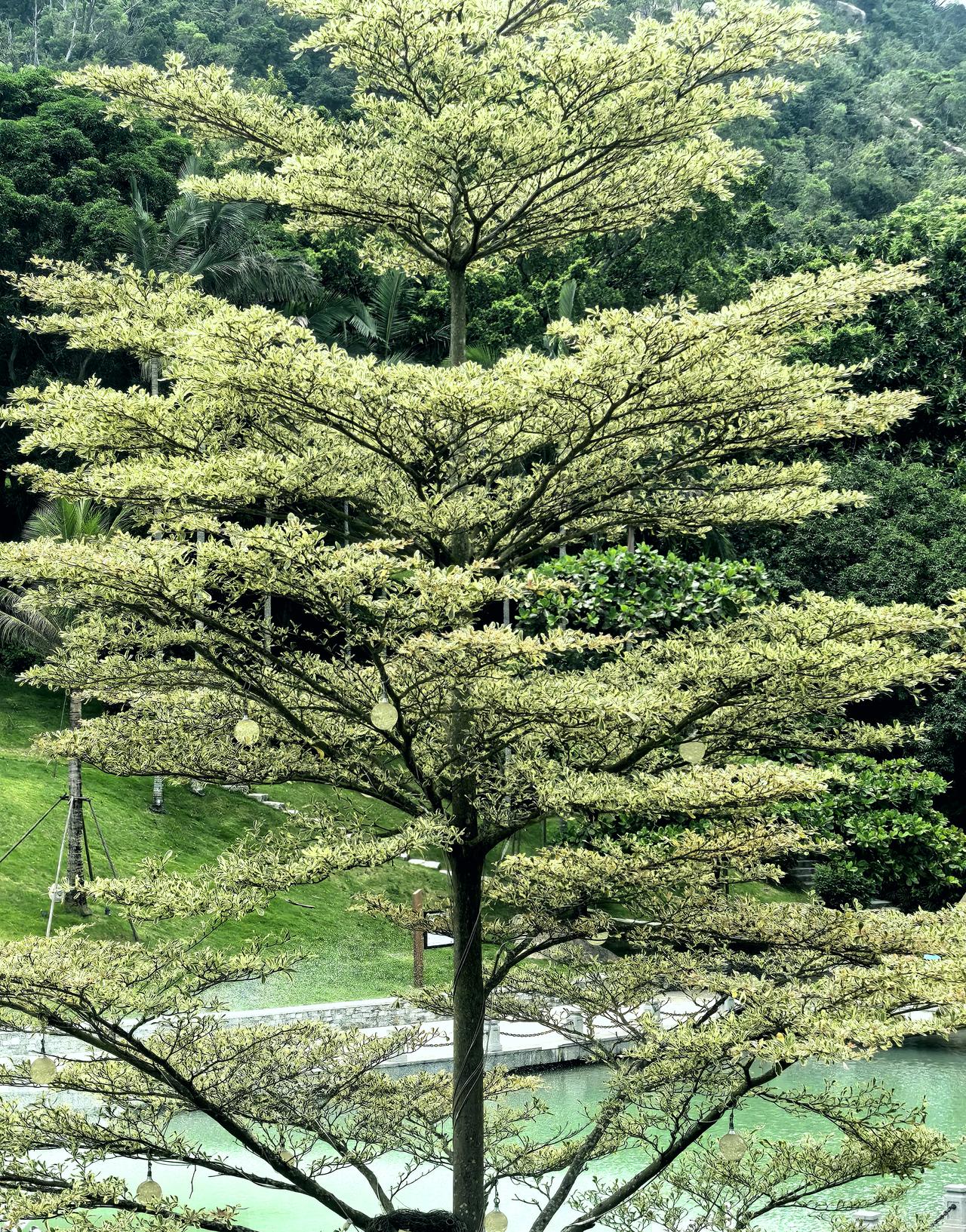 分享一张你相册里的花草图片松梢逆光而立，光从针叶背面渗进来，把每一个叶尖都染成毛
