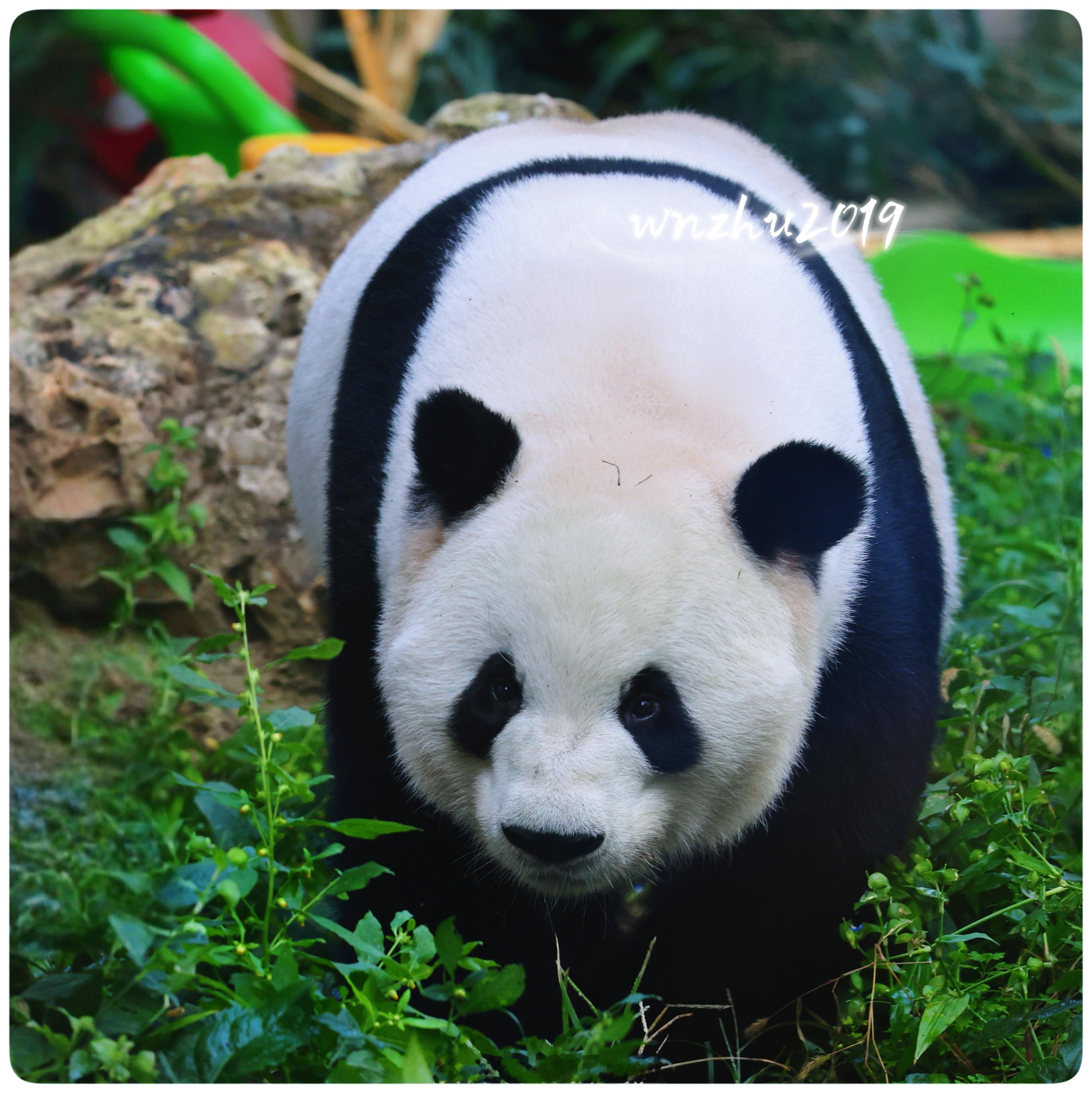 大熊猫萌兰 还是喜欢淘气包版的么么 
