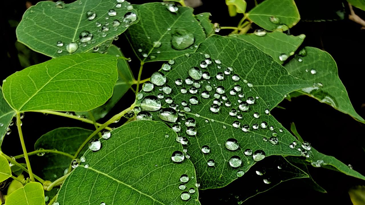 几天的牛毛细雨，造就了完美的水滴💧
叶上的水滴，宛如晨曦的珍珠，轻轻滑落在翠绿