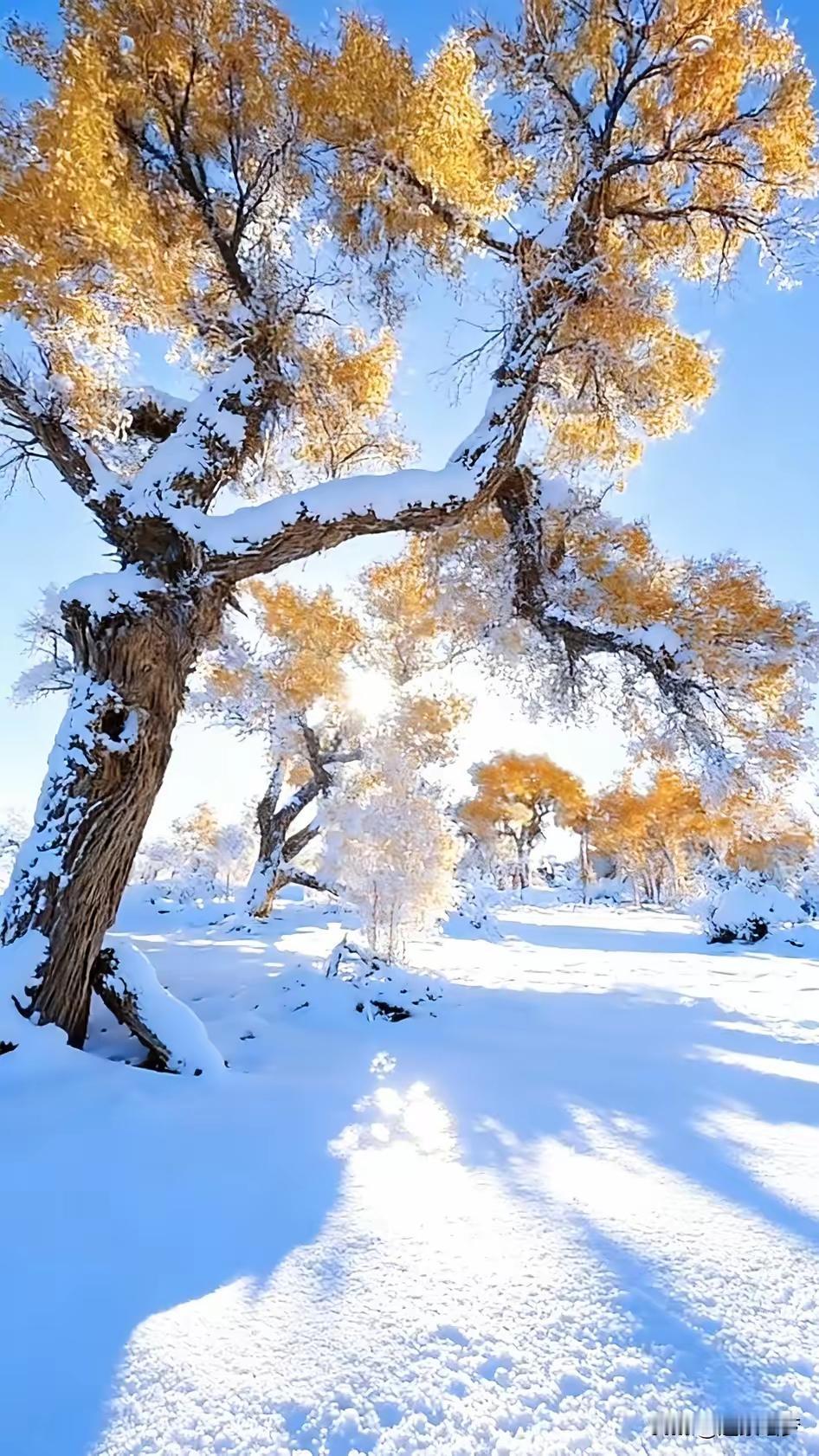 干群携手铲雪除冰，守护道路畅通

近日，一场大雪给城市带来了银装素裹的美景，却也