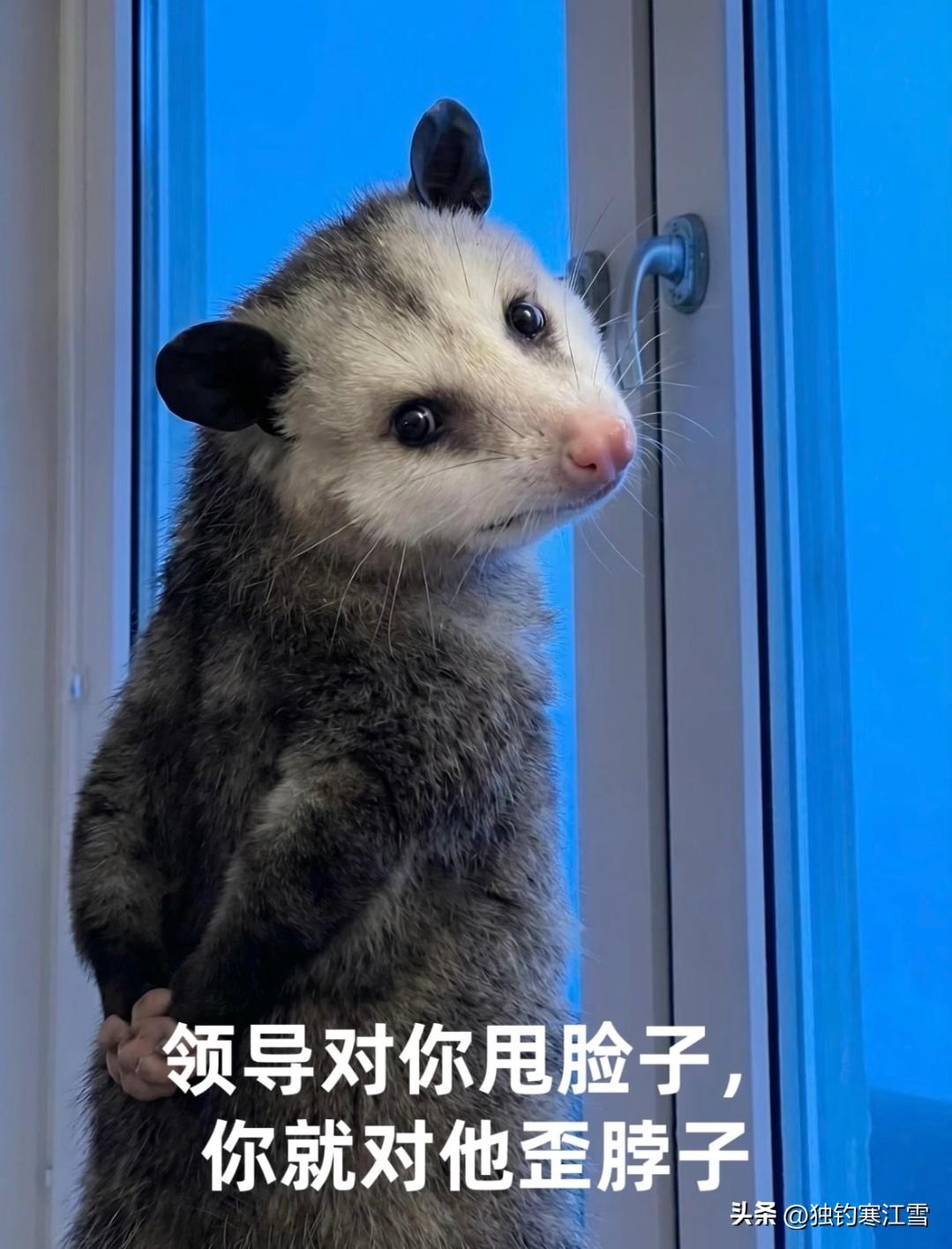 北美网友拍下“背手负鼠”
在美洲爆火！
一只北美负鼠误闯民居，被困窗边。它后腿直