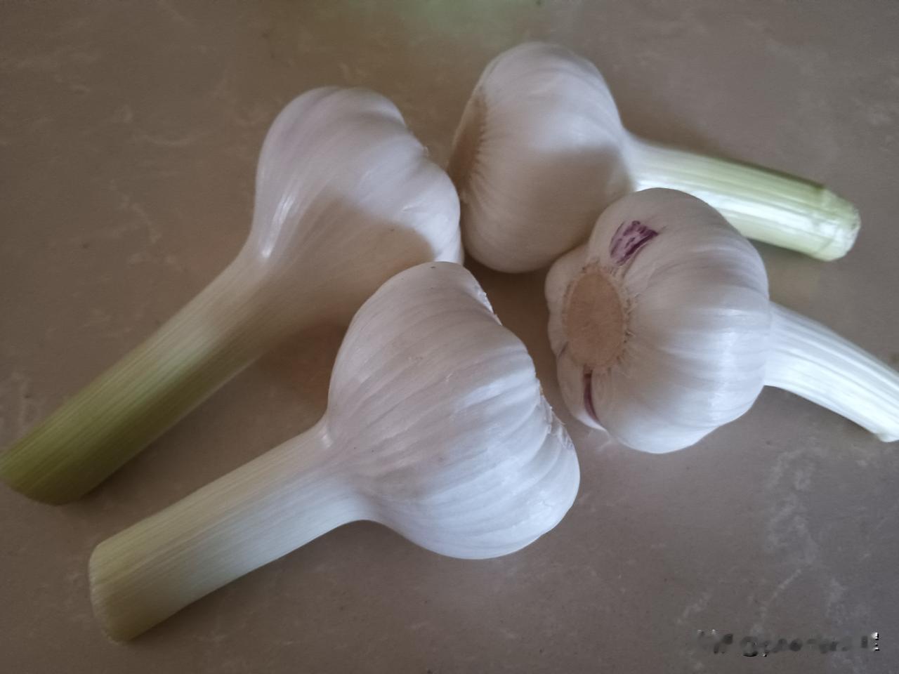 大蒜是我们生活离不开的，尤其在北方。
大蒜可以生吃，吃饺子离不开。
做菜放点蒜调