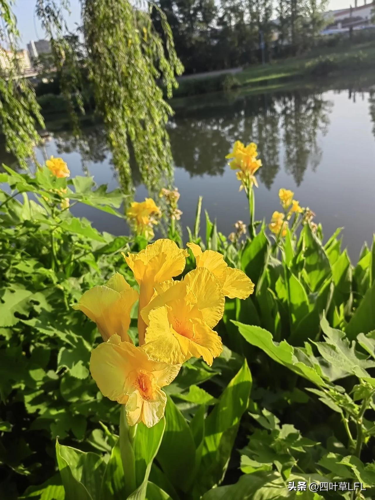 周末休息，到户外活动活动，绿水河畔，青草丛生，鲜花盛开，垂柳的影子倒映在水中， 