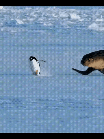 妈妈的，害我看了半个多小时才看到了最终的结果！