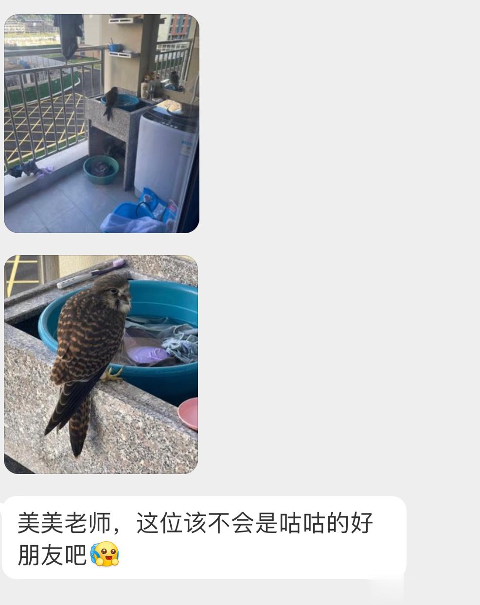 来阳台窜门的【红隼】它想帮你洗衣服（bushi ​​​
