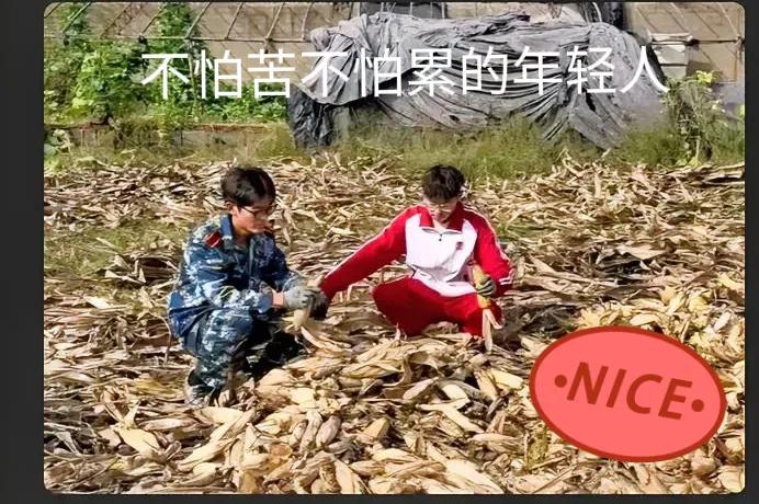 大学生回家掰7天半玉米，火的不是农活，是当代人最缺的东西！
 
谁懂啊！“大学生
