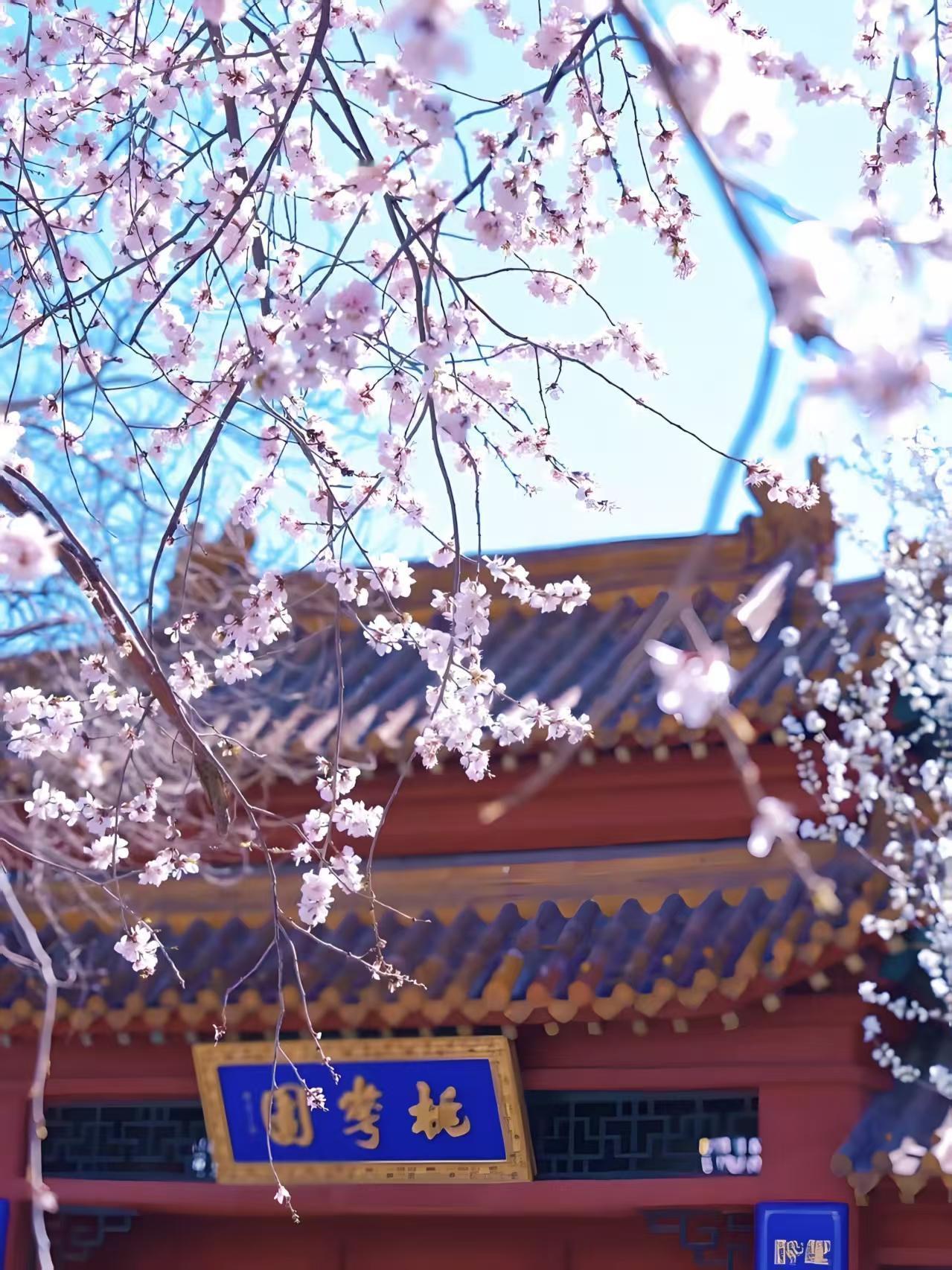 2026天津桃花节不一样的玩法啦！免费专线、夜游、沉浸式戏剧全都安排上。
春风拂