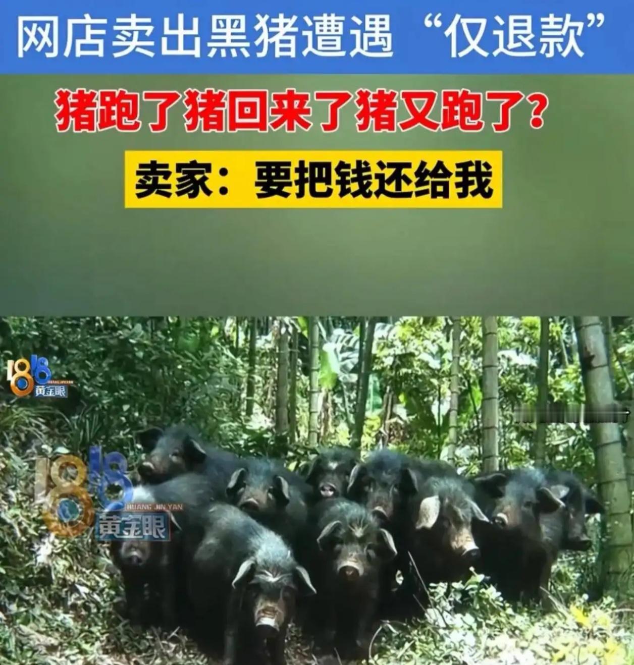 【网购活猪“离奇出逃”，8天后“越狱猪”竟自动回归？结局反转看呆商家！】🐷✈️