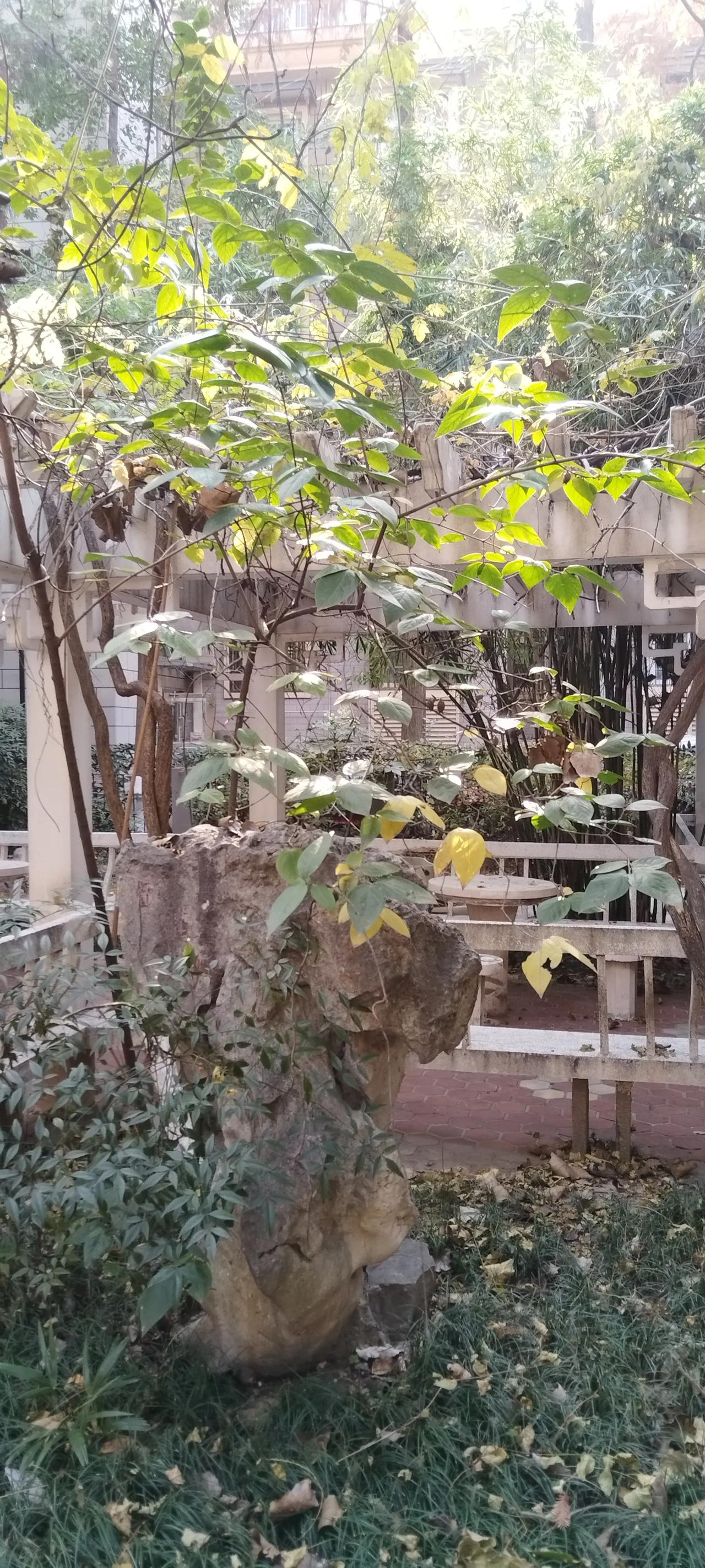 公园美丽景随拍