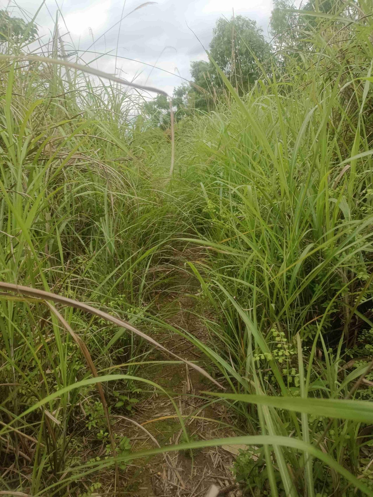 我的今日状态：😁轻松愉快
我这里的天气：🌈雨过天晴

闲着没事想着去地里遛个