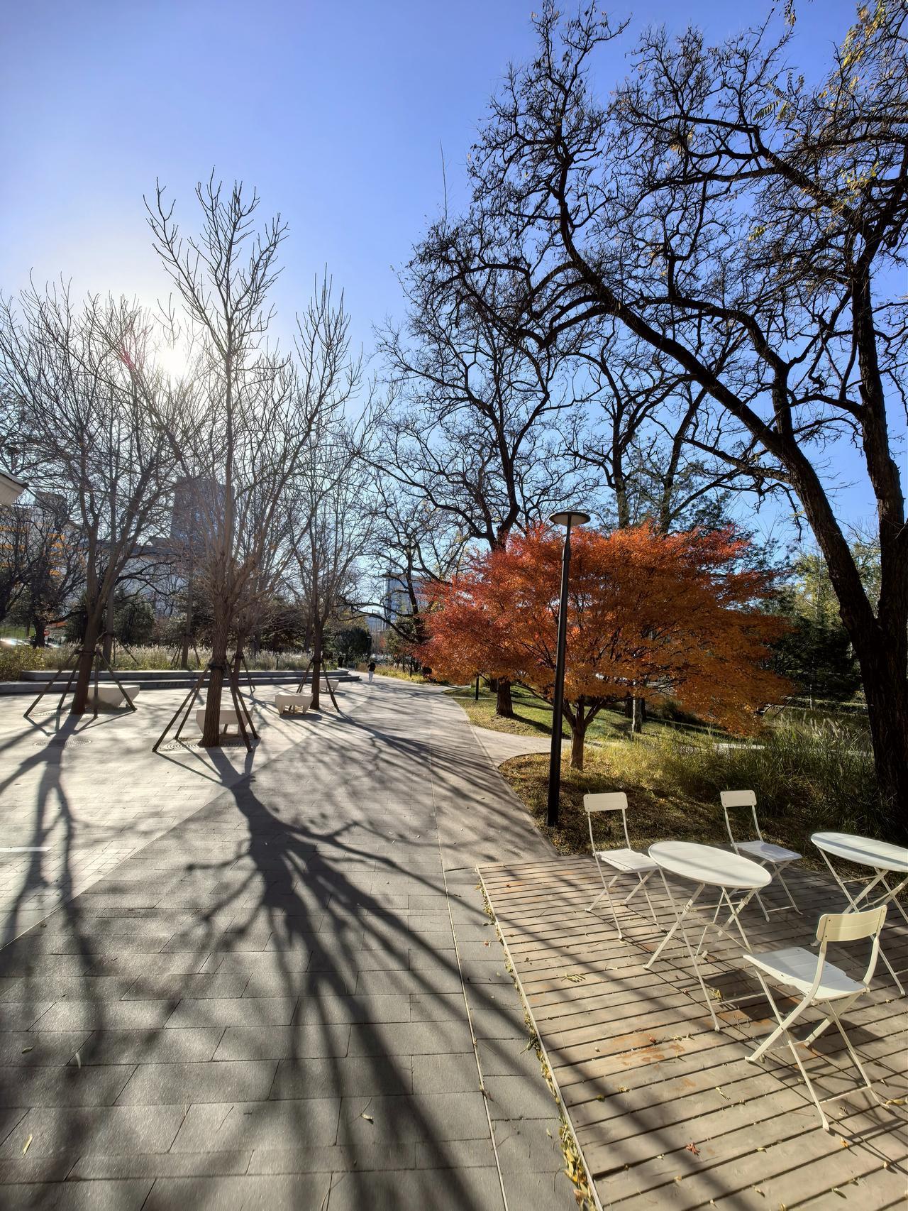 可以分享一张秋景的树叶的照片吗？迟迟不肯远离的秋[捂脸]