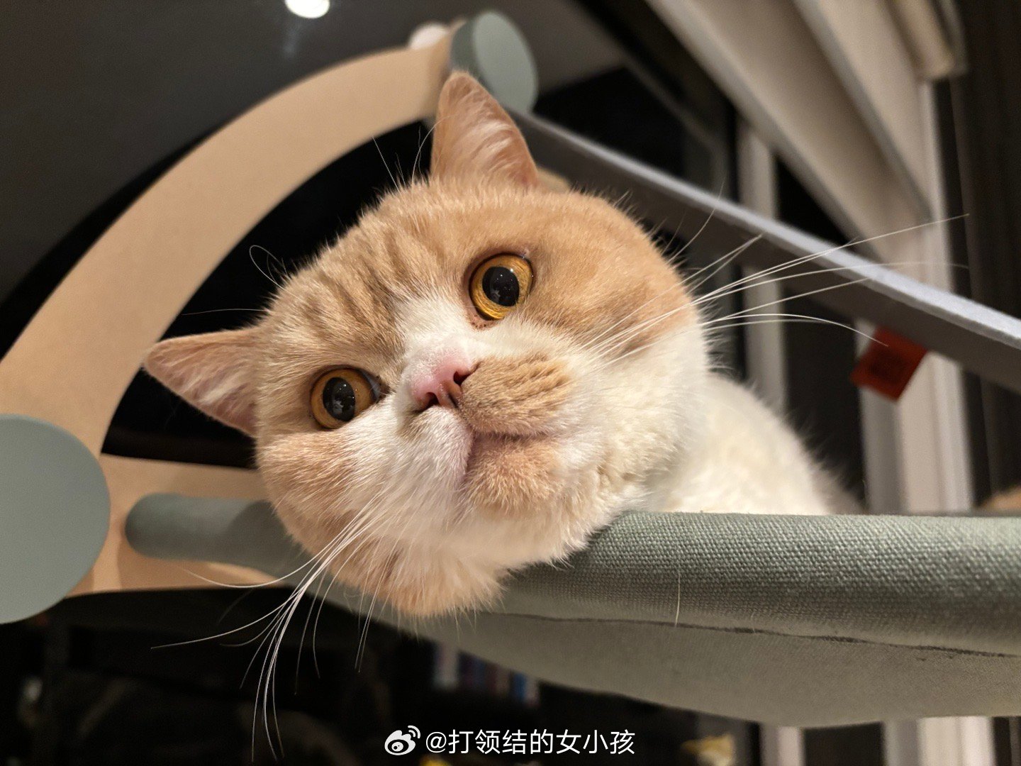 等灯[超话]  童颜美灯💡毫无中年猫的油腻感，果然坚持健身（bushi 是保持