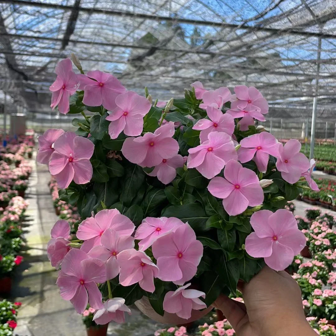 推荐一款夏季耐晒耐高温品种—长春花🌸