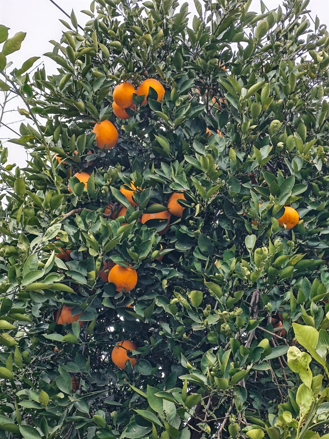 大年初六了，虽然还没有上班，但好多人已经在路上了每天早起打卡