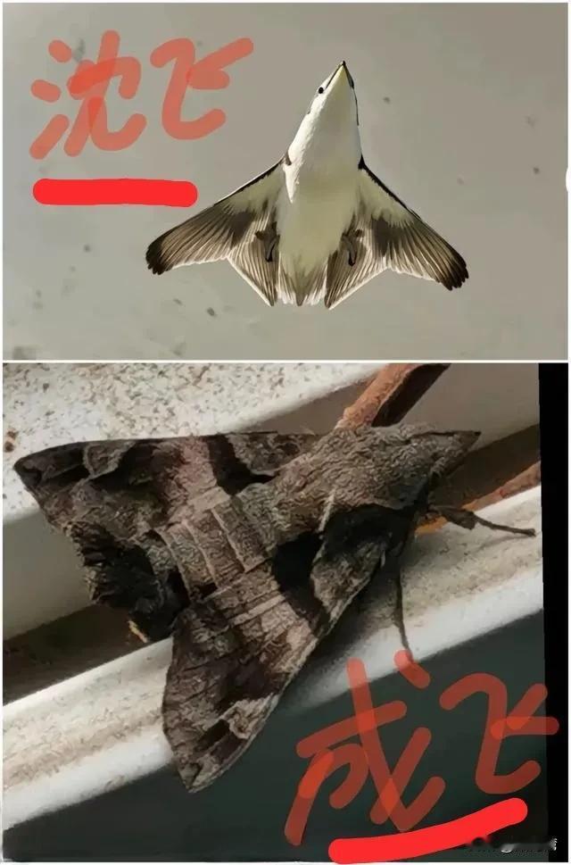 像不像？