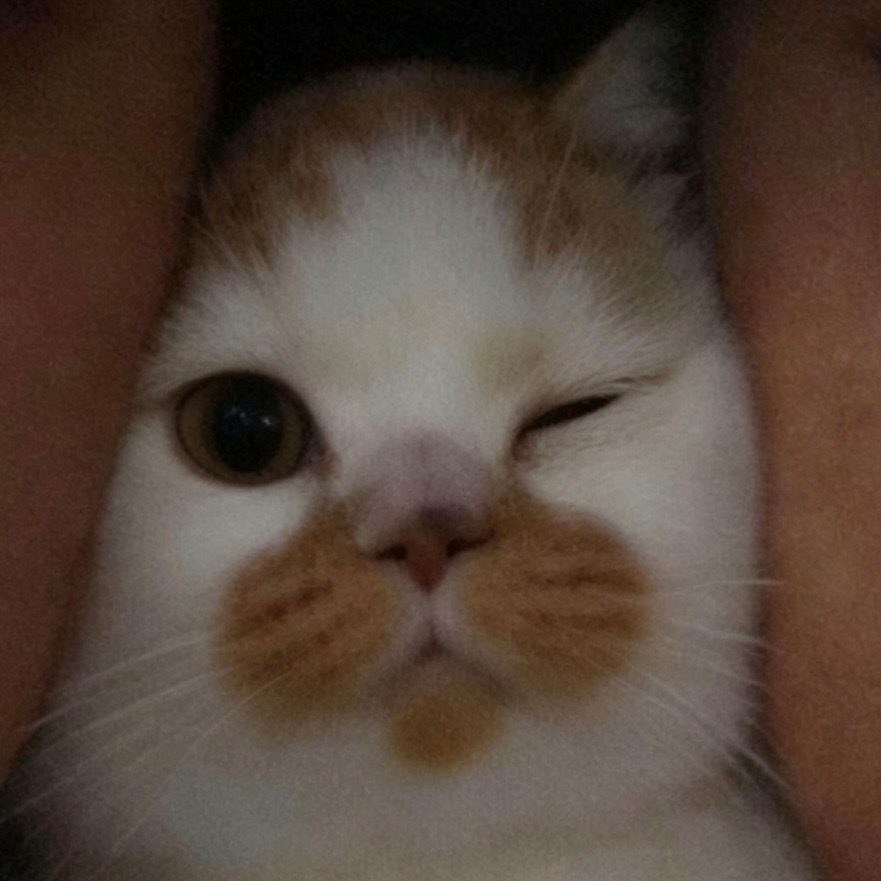 -𝐒𝐇𝐀𝐑𝐄 𝔀𝓮𝓬𝓱𝓪𝓽可爱萌宠ins风情侣头像 
