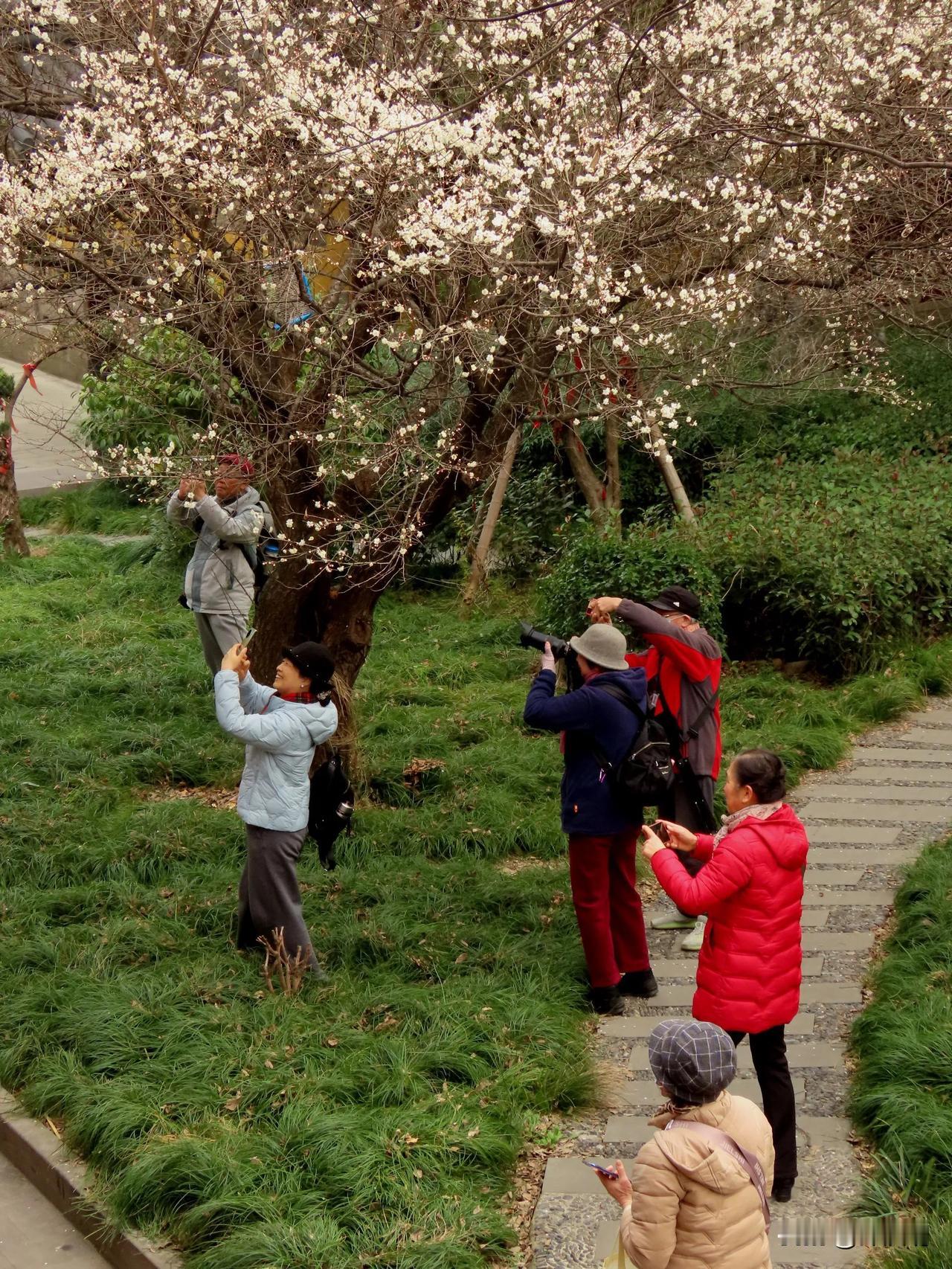 春日花间路，人间赏花时。永济禅寺