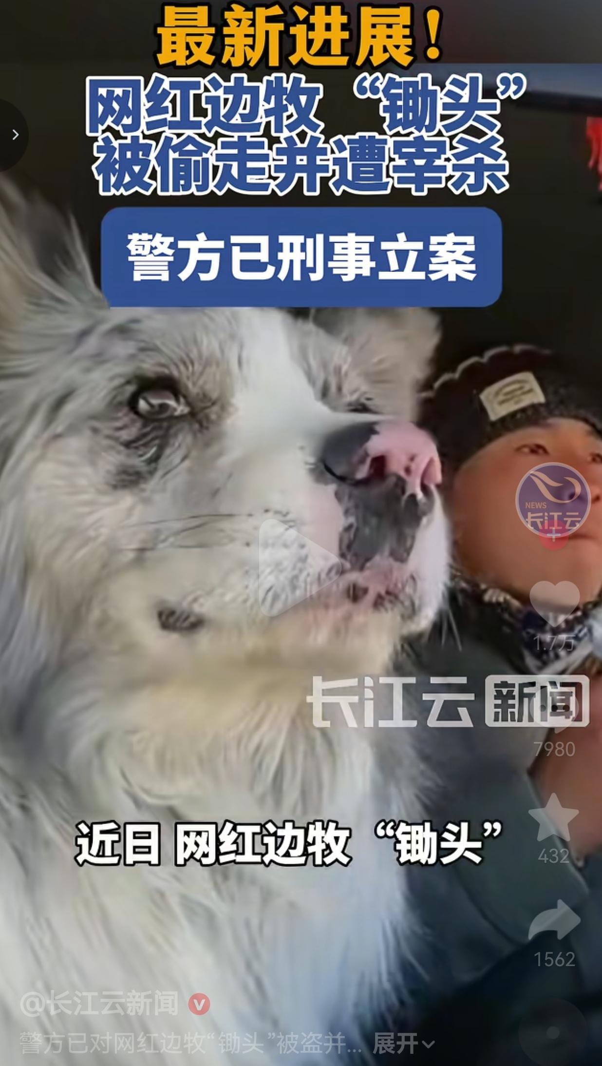 百万粉丝网红边牧“锄头”被偷杀，主人含泪发声：绝不和解，只求严惩！
 
大家应该
