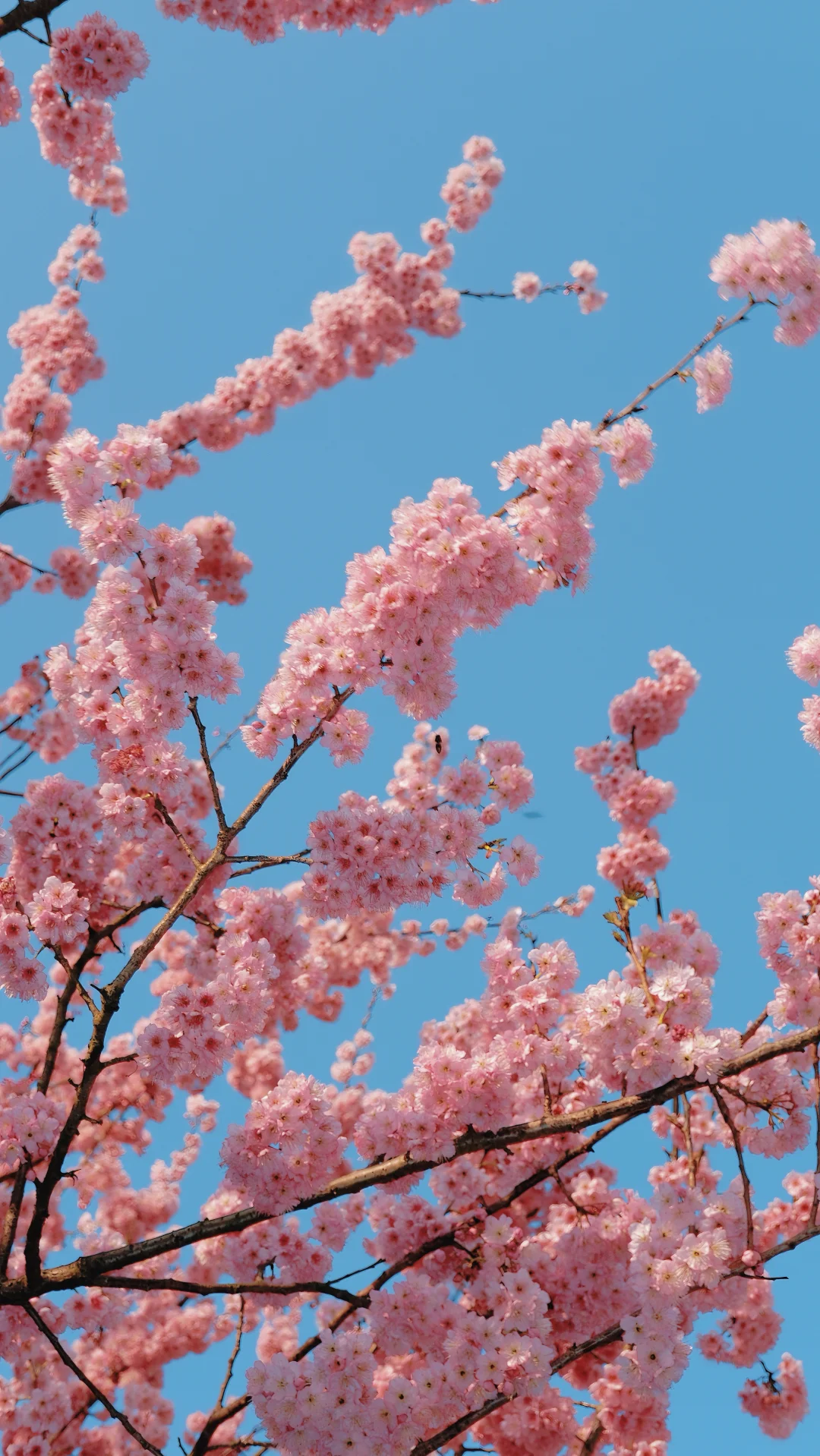 南山植物园的樱花🌸开啦