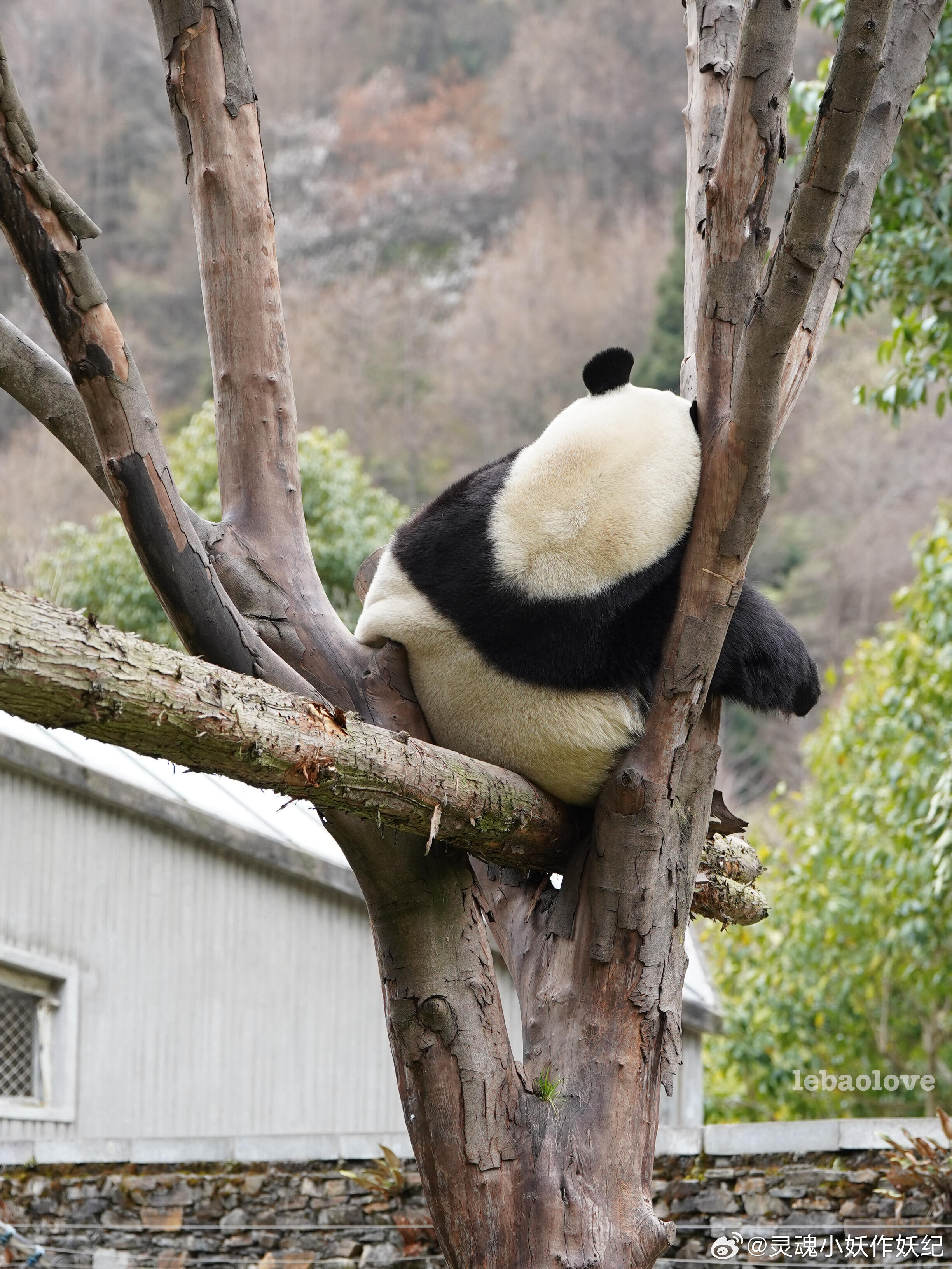 福宝小公主在想什么呢？公主也会有烦恼吗？ 