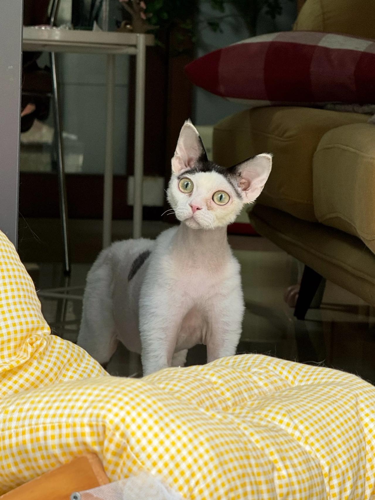 德总是个表情帝，归气氛组管！#猫咪# #萌宠#