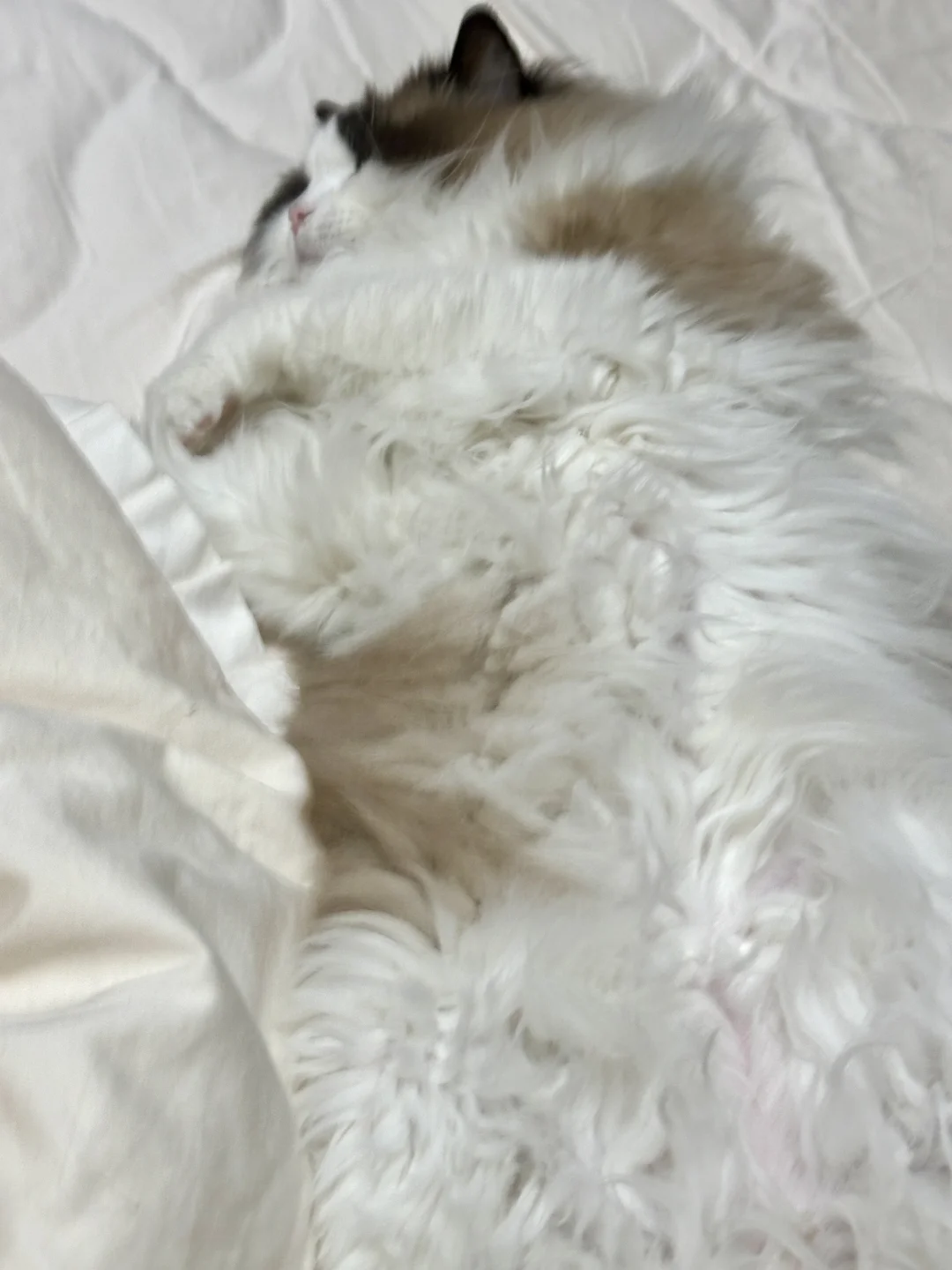 怎么会有这么可爱的小猫流入我的被窝