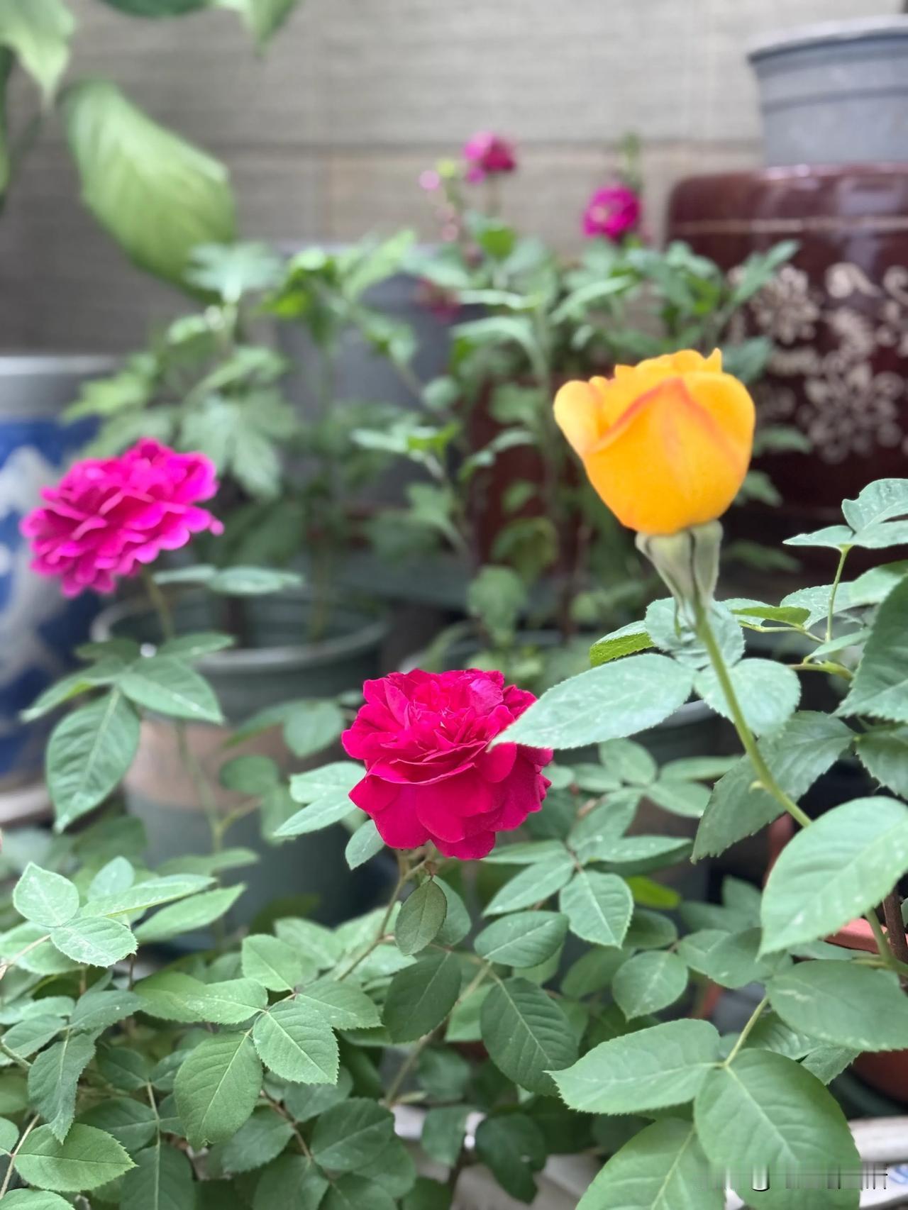 [微风]我家老桩月季今年首波花开了[耶]

小院里养护十多年的月季和玫瑰终于迎来