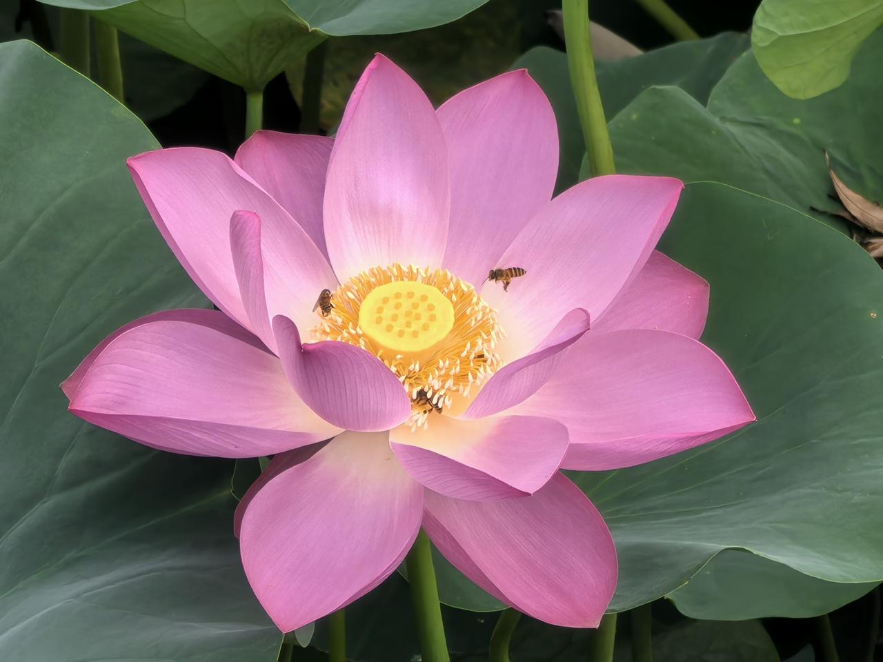 下联：
朵朵莲花水上开

夏日生活打卡季