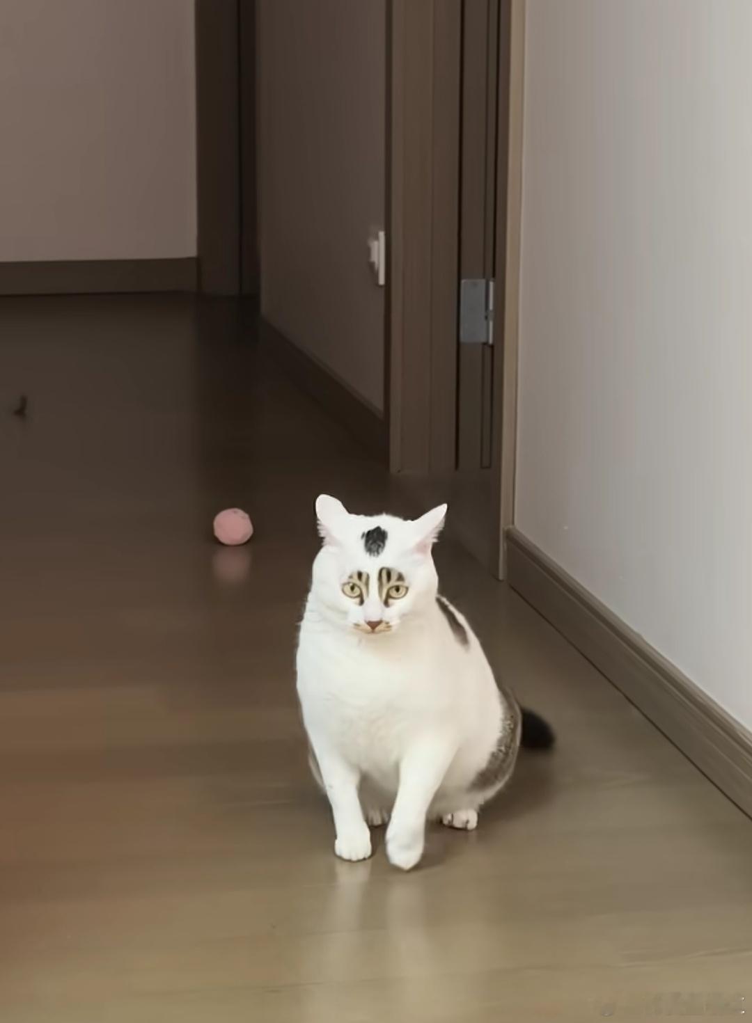 三花猫，猫没病！亲朋好友来家里话题必然多了，美丑争辩，笑声不断，内向的你是不是也