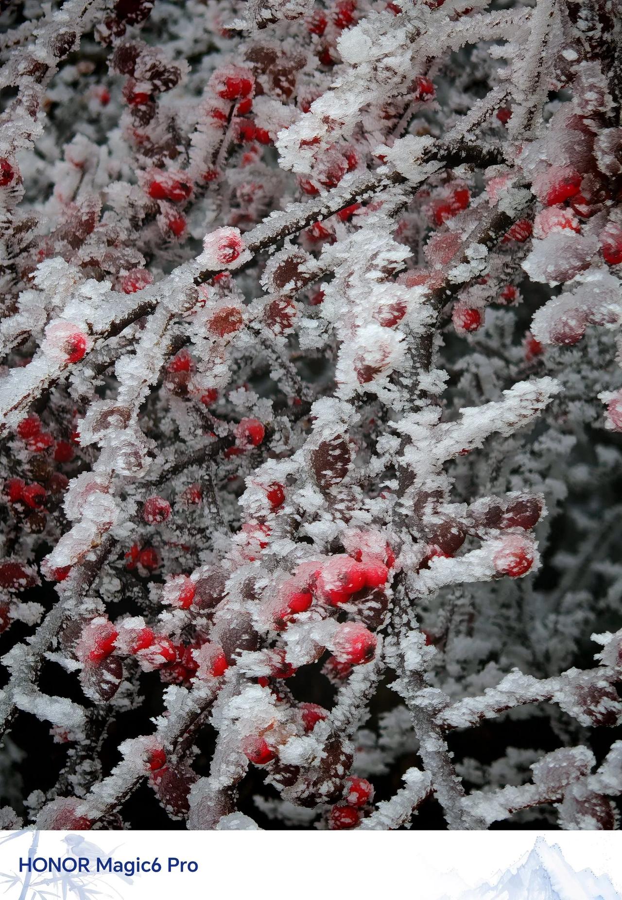 没下雪，但这被冰包裹的枝叶、小草、红果果，再配上荣耀国风水印，感觉好搭。