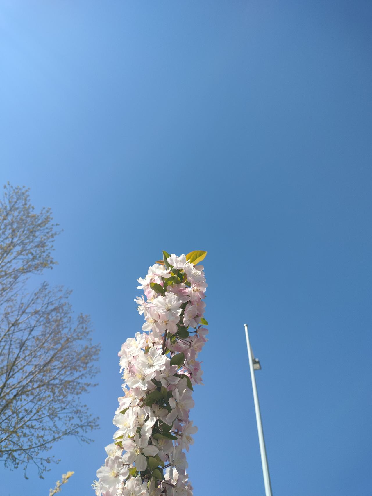 晒出近期最喜欢一张照片喜欢这张照片，繁花似锦，一枝独秀，特别有意境。