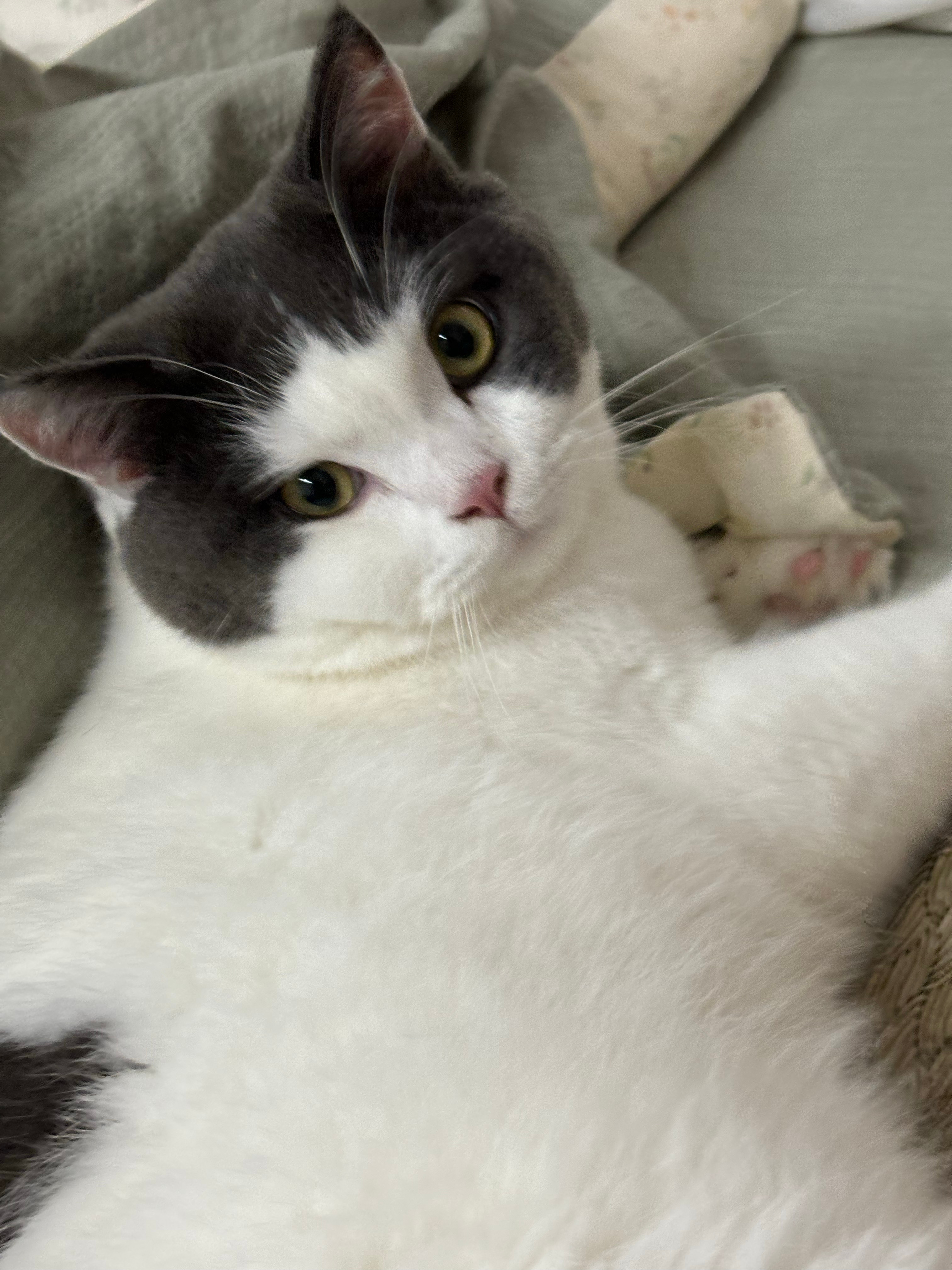 猫把掉落的黑胡子留给主人啊！我要回去找找，我家猫猫有没有掉～ 