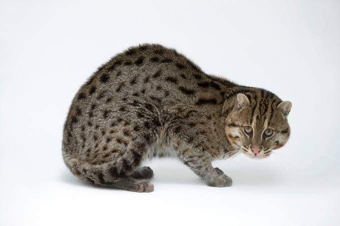小猫钓鱼，渔猫就应该吃鱼吗？渔猫是高度适应捕食水生动物的小型猫科。在尼泊尔的特莱