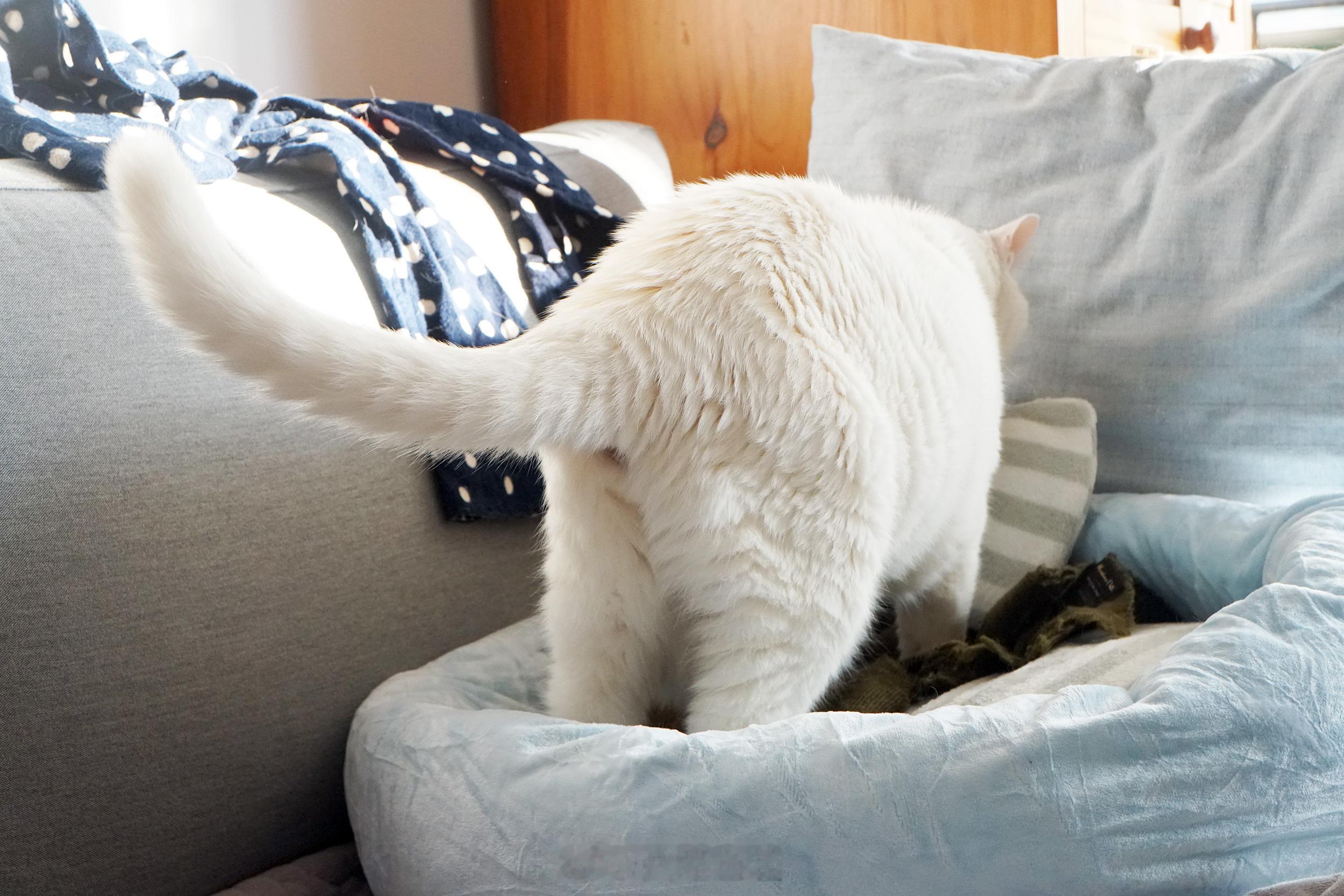 這性港的俏臀。 ​​​