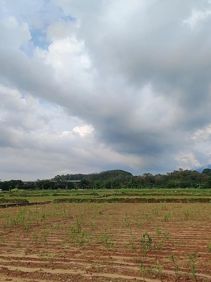 初夏的美景宛如一幅幅绚丽的画卷，随手一拍都是惊喜。6月4日雨霁天晴后的济南明府城