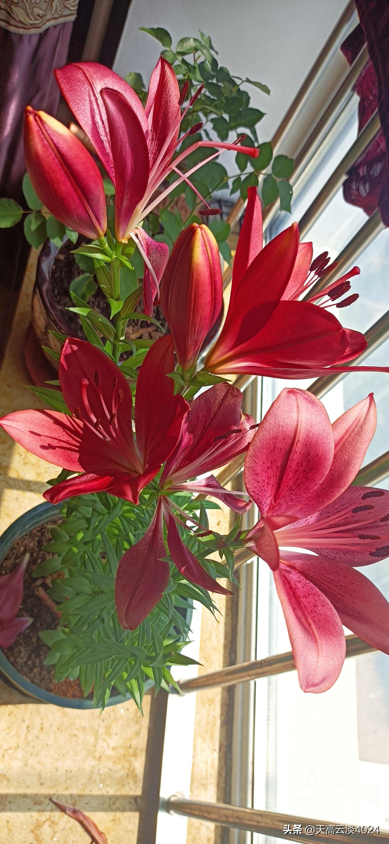 夏日生活打卡季 夏日生活真是丰富多彩啊！就像明星戴燕妮，在夏日或许也有别样的精彩