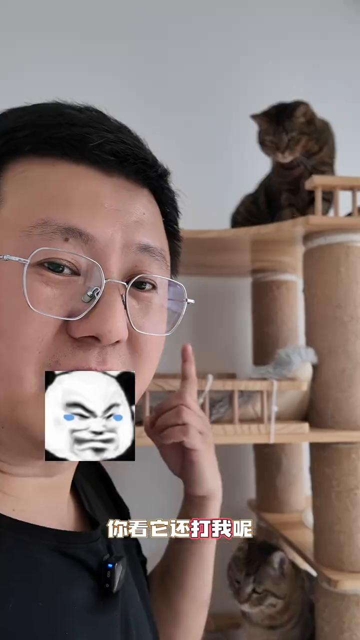 这个金毛也是大白子和蓝猫的孩子，但是它的胆子特别小。我平时直播的时候也不能抱它，