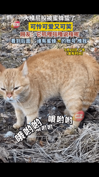 笑不活了！广东，一网友养了一只橘猫，猫咪很贪玩，跑出去溜达很久了，网友担心猫咪跑