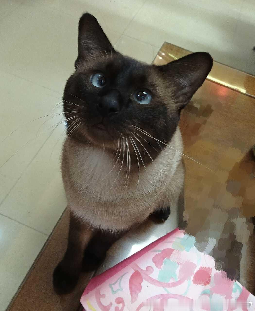 4143只黑脸豆沙包老年癡呆 